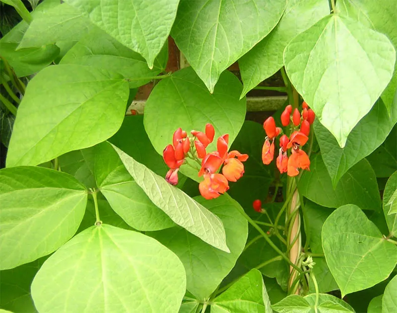 Scarlet Runner Bean (Phaseolus Coccineus) — are vigorous perennial climbers reaching heights up to 12 feet; a quintessential feature to consider in your design