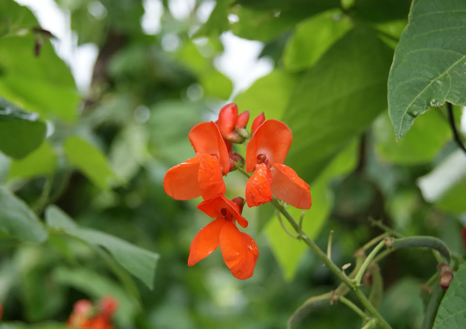 Scarlet Runner Bean (Phaseolus Coccineus) — vegetable for full; emphasize both the aesthetic beauty and utilitarian attributes of the versatile snap bean