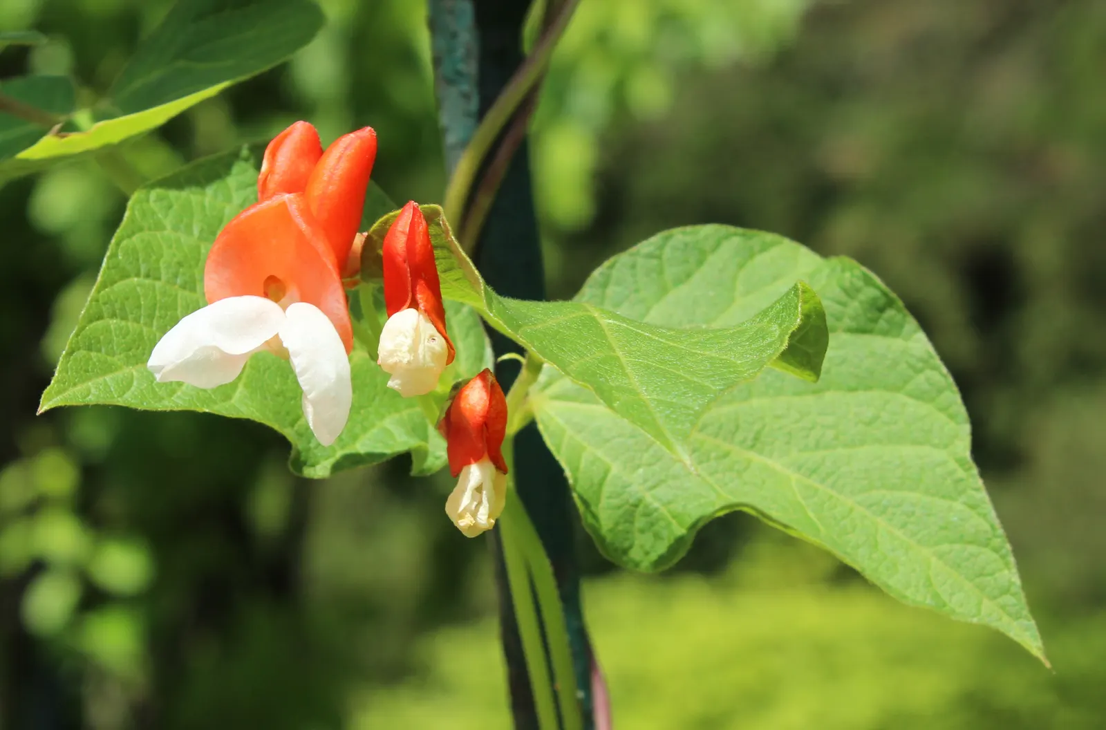Scarlet Runner Bean (Phaseolus Coccineus) — providing both aesthetic appeal and culinary benefits; or bi-colored flowers that later develop into crisp