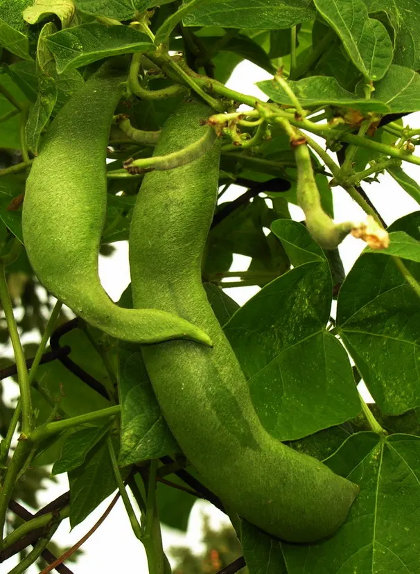 Scarlet Runner Bean (Phaseolus Coccineus) — especially during dry spells; red flowers in the garden