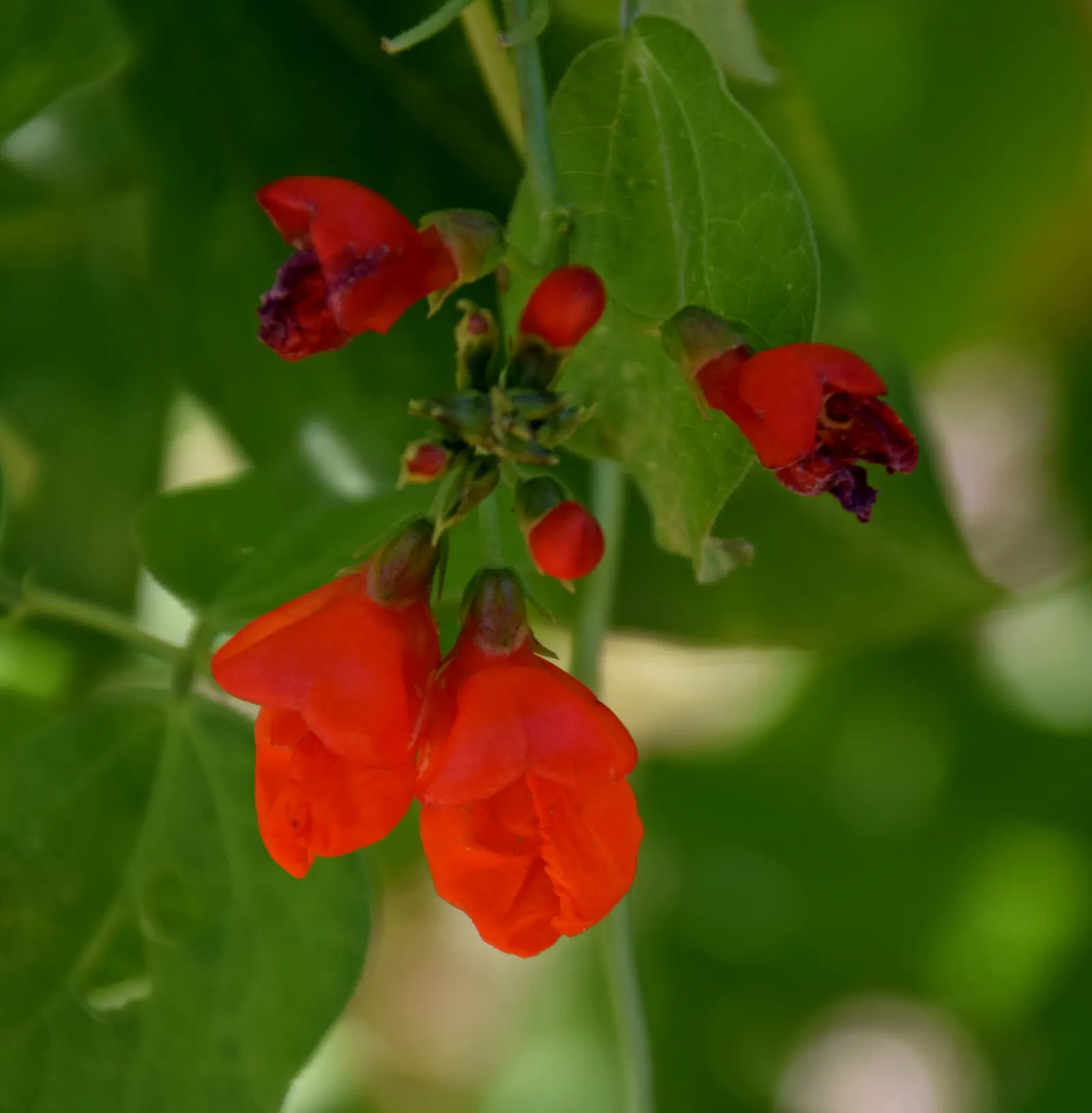 Scarlet Runner Bean (Phaseolus Coccineus) — When sharing with clients; enhancing the biodiversity of the garden