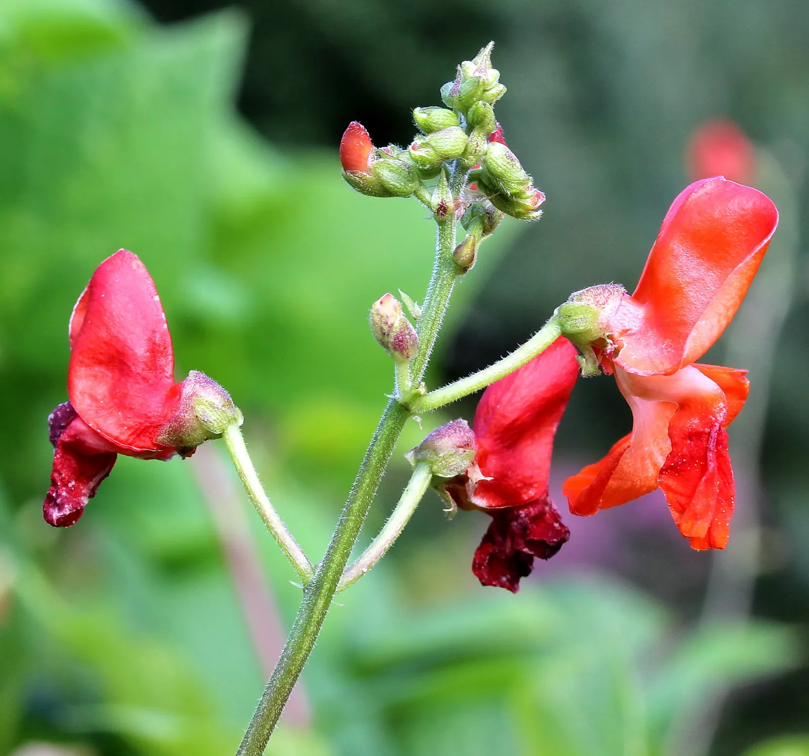 Scarlet Runner Bean (Phaseolus Coccineus) — Known for their fast-growing nature