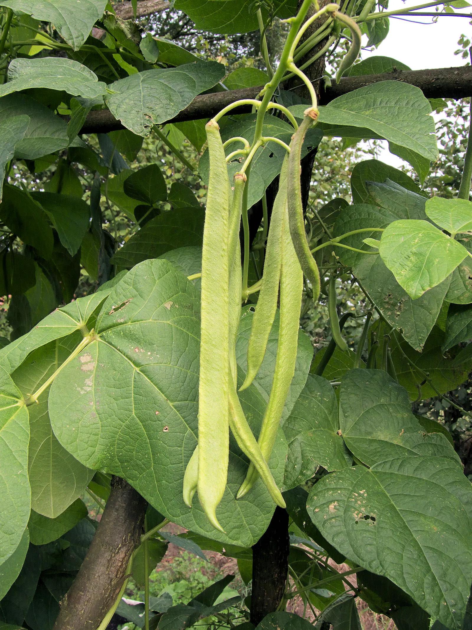 Scarlet Runner Bean (Phaseolus Coccineus) — They boast bright red flowers and sprout tender, edible pods typically harvested at 4 to 6 inches long; especially