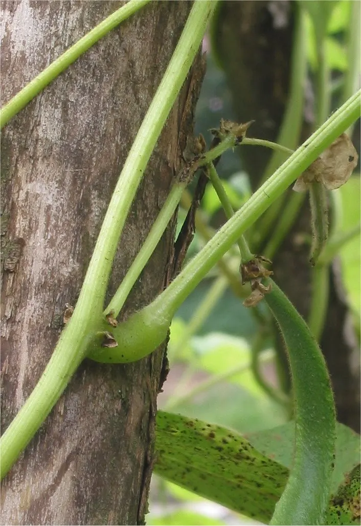 Scarlet Runner Bean (Phaseolus Coccineus) — these beans bring dual-purpose utility to gardens