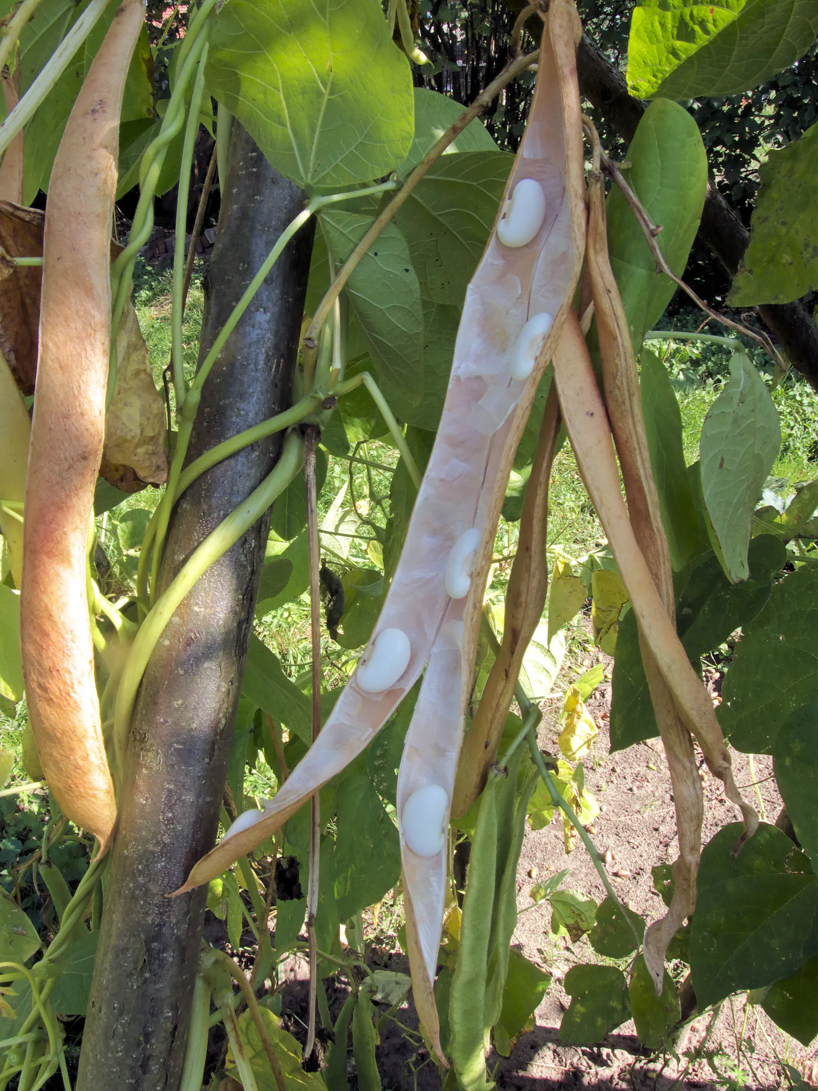 Scarlet Runner Bean (Phaseolus Coccineus) — which should be robust and approximately 6 to 8 feet in height; providing both aesthetic appeal and culinary