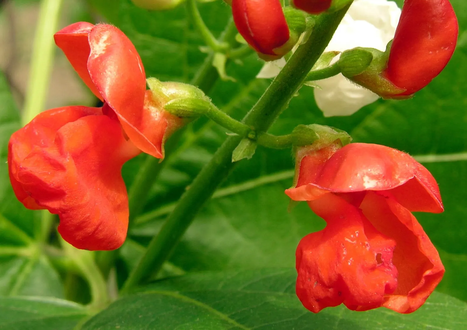 Scarlet Runner Bean (Phaseolus Coccineus) — which in the summer months is punctuated by striking red, image 38