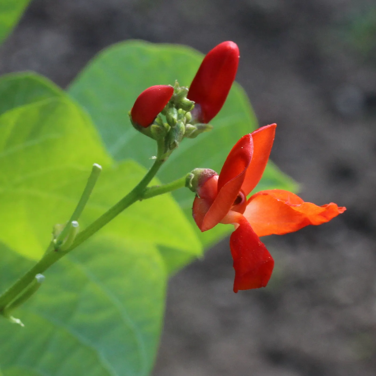 Scarlet Runner Bean (Phaseolus Coccineus) — which should be robust and approximately 6 to 8 feet in height
