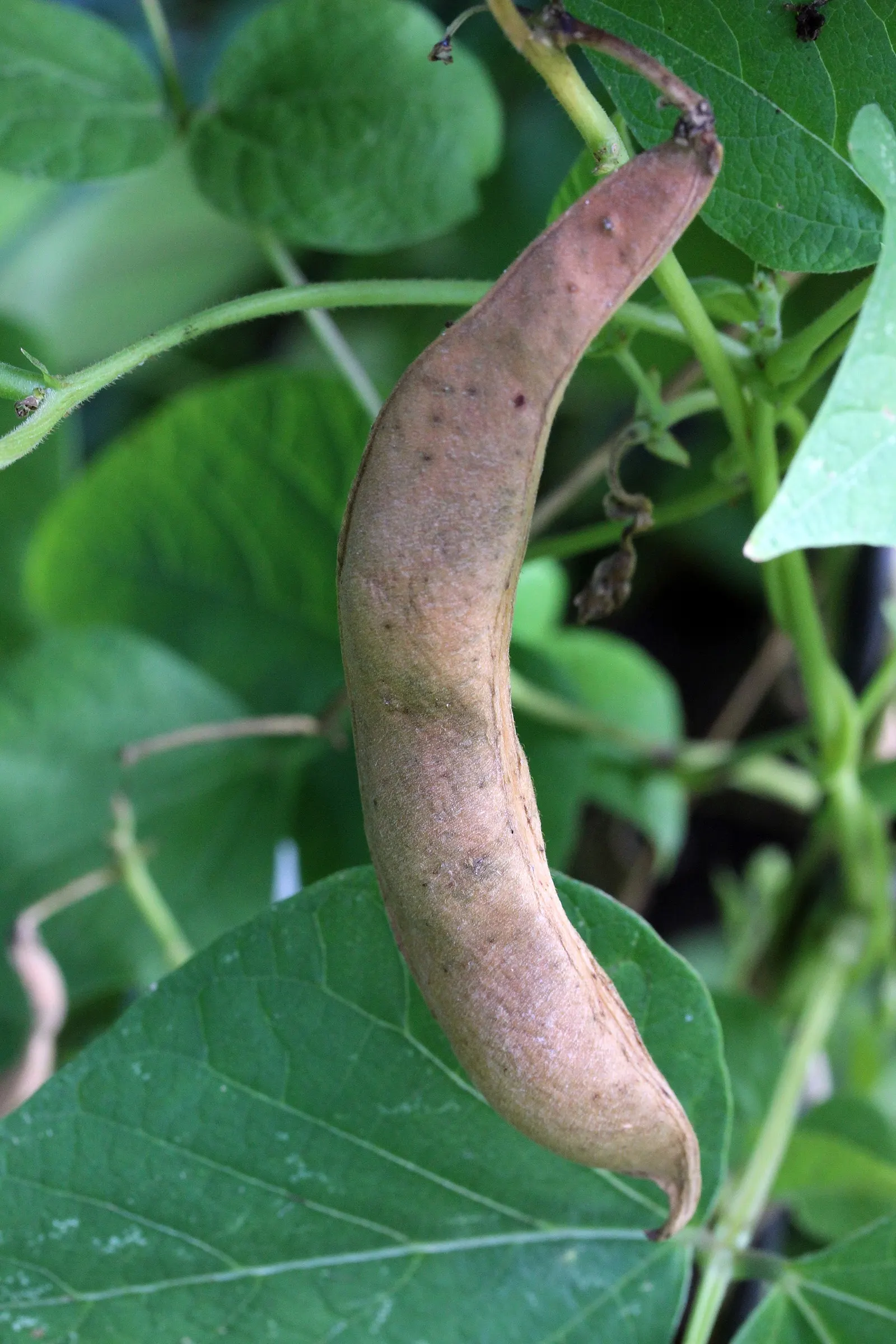 Scarlet Runner Bean (Phaseolus Coccineus) — red flowers in the garden