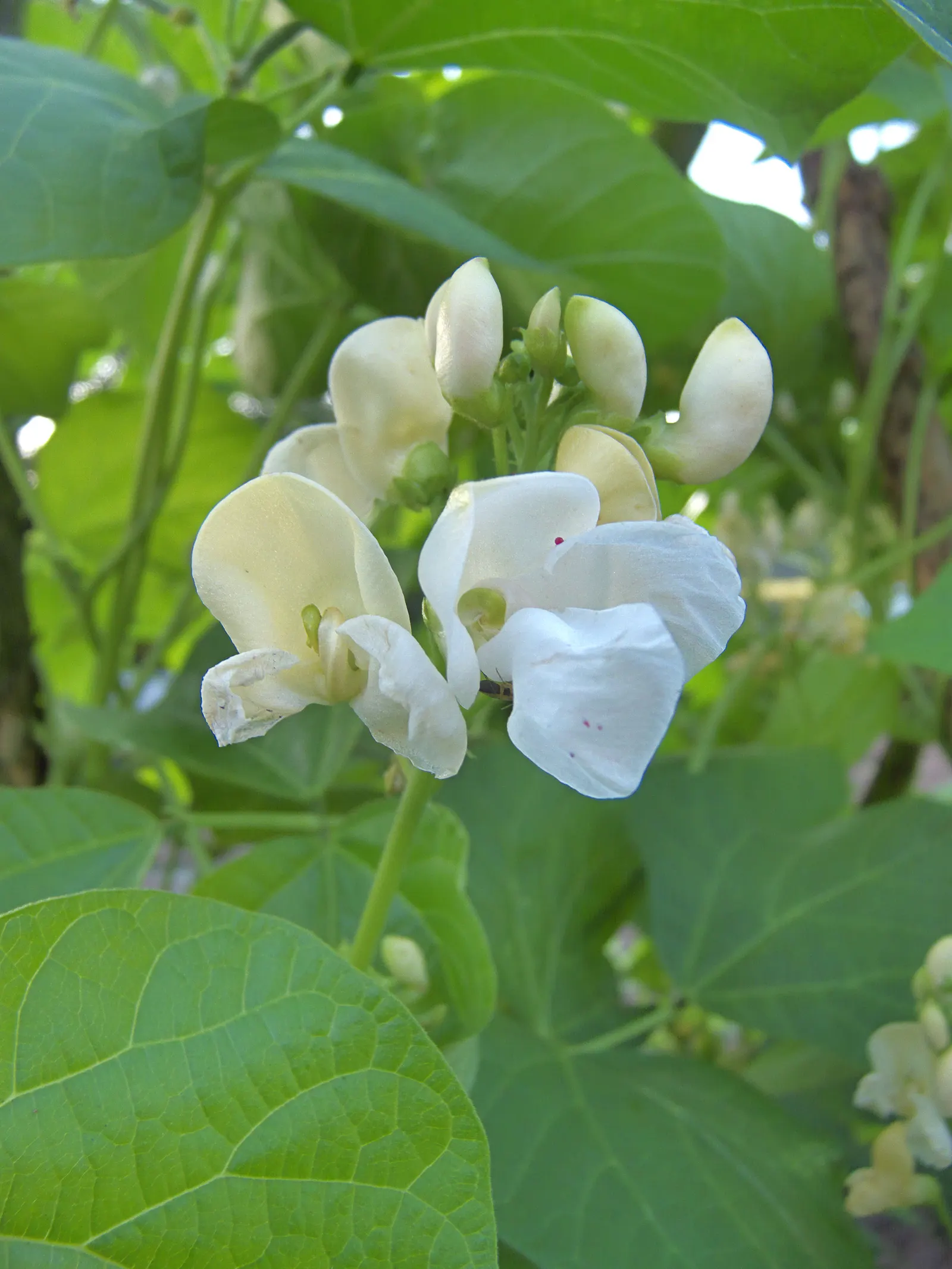 Scarlet Runner Bean (Phaseolus Coccineus) — Known for their fast-growing nature; these beans can reach maturity in as little as 50 to 60 days