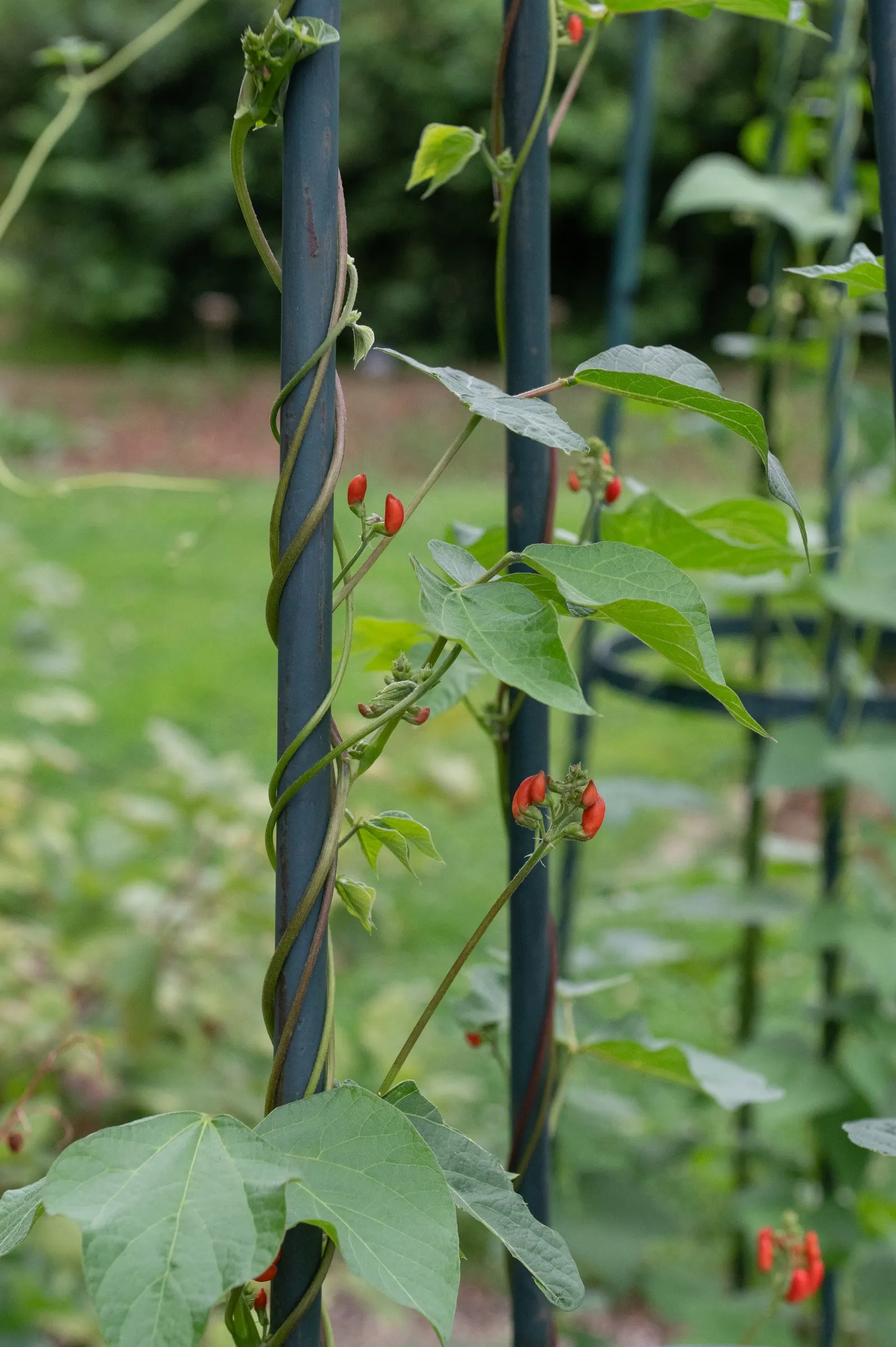 Scarlet Runner Bean (Phaseolus Coccineus) — When sharing with clients