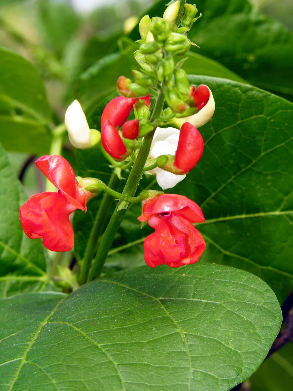 Scarlet Runner Bean (Phaseolus Coccineus) — especially during dry spells
