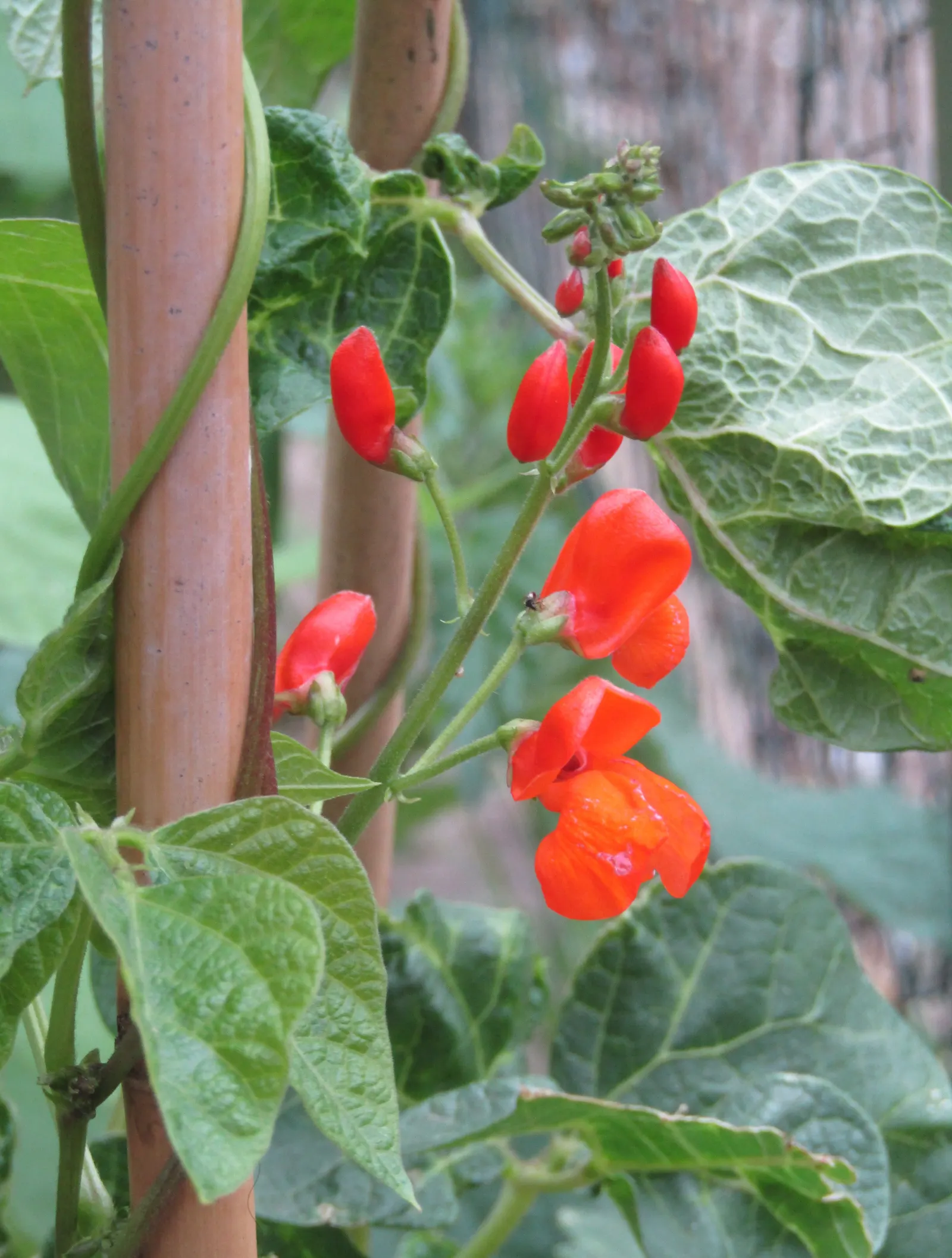 Scarlet Runner Bean (Phaseolus Coccineus) — commonly referred to as Phaseolus coccineus; when sharing with clients