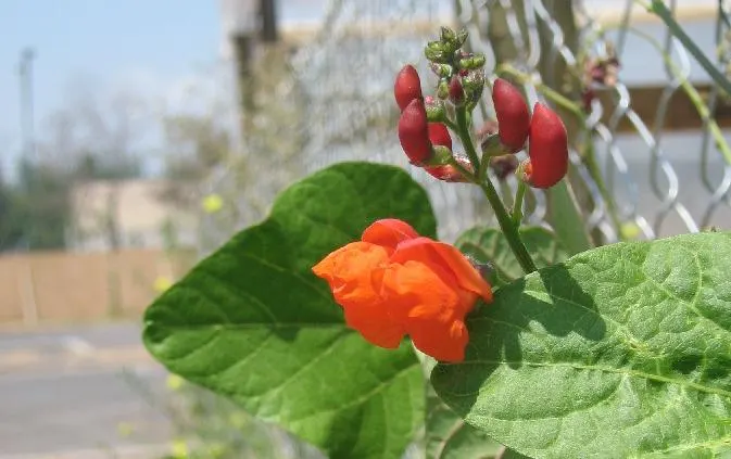 Scarlet Runner Bean (Phaseolus Coccineus) — also known as Scarlet Runner Beans; thriving in full sun, they require a trellis for support