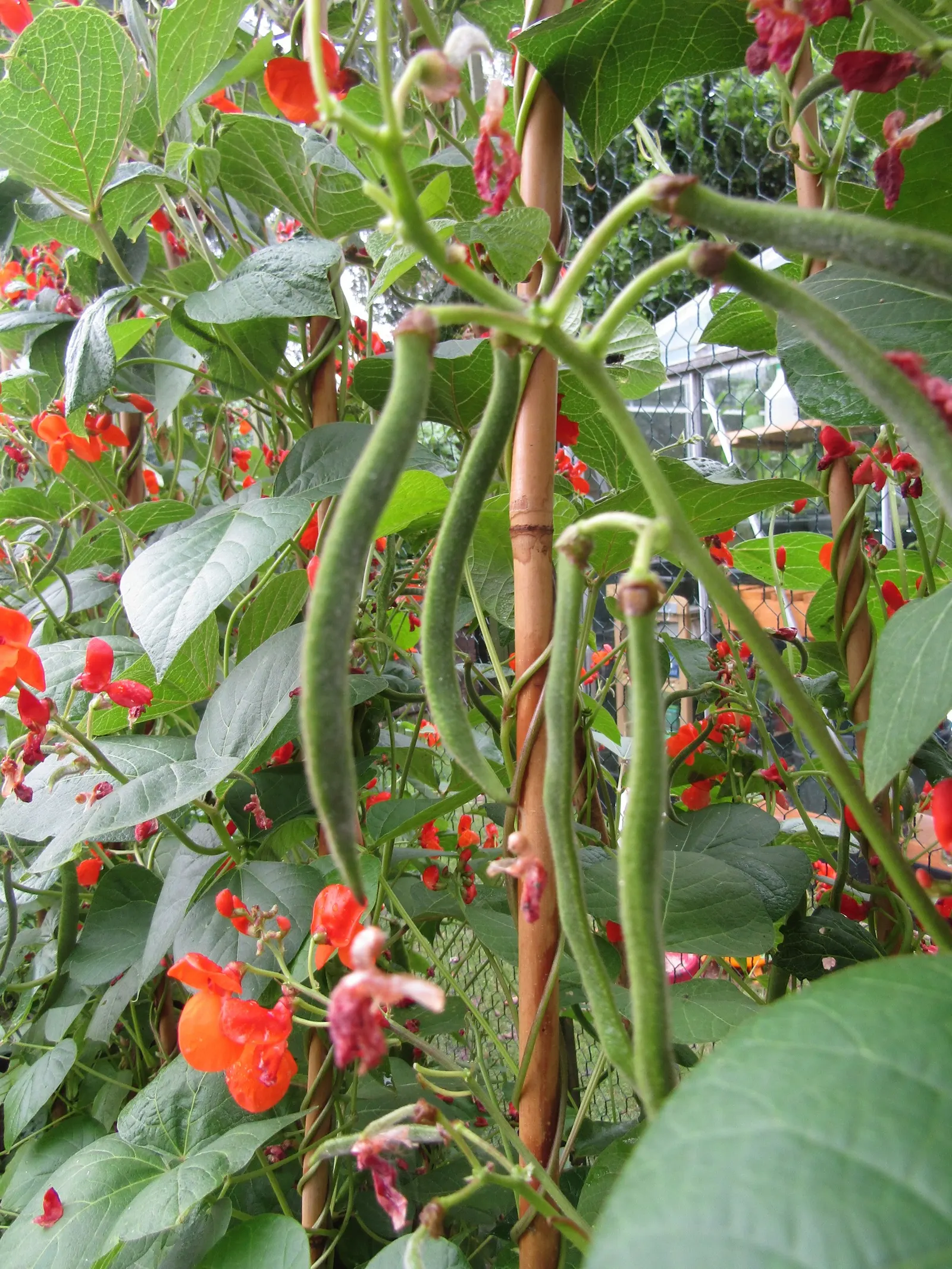 Scarlet Runner Bean (Phaseolus Coccineus) — or bi-colored flowers that later develop into crisp