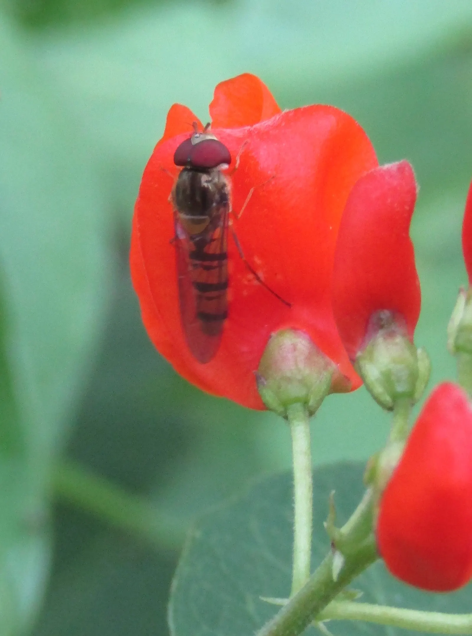 Scarlet Runner Bean (Phaseolus Coccineus) — enhancing the biodiversity of the garden; these beans bring dual-purpose utility to gardens