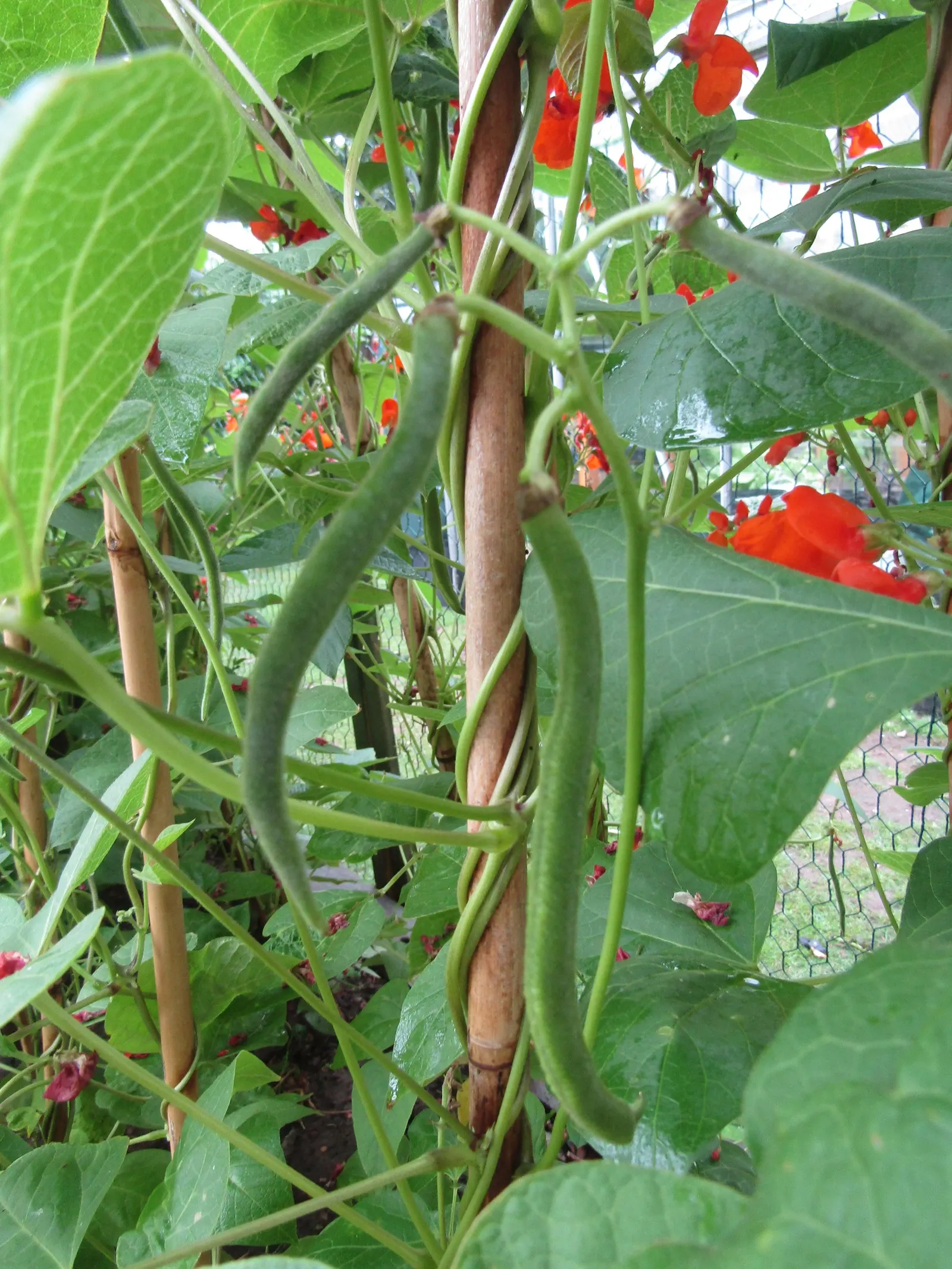 Scarlet Runner Bean (Phaseolus Coccineus) — Furthermore, these beans can fix nitrogen in the soil, improving soil fertility for nearby plants