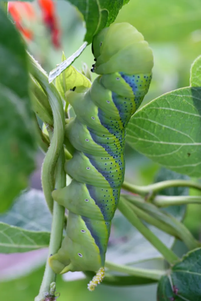 Scarlet Runner Bean (Phaseolus Coccineus) — these beans bring dual-purpose utility to gardens; commonly referred to as Phaseolus coccineus