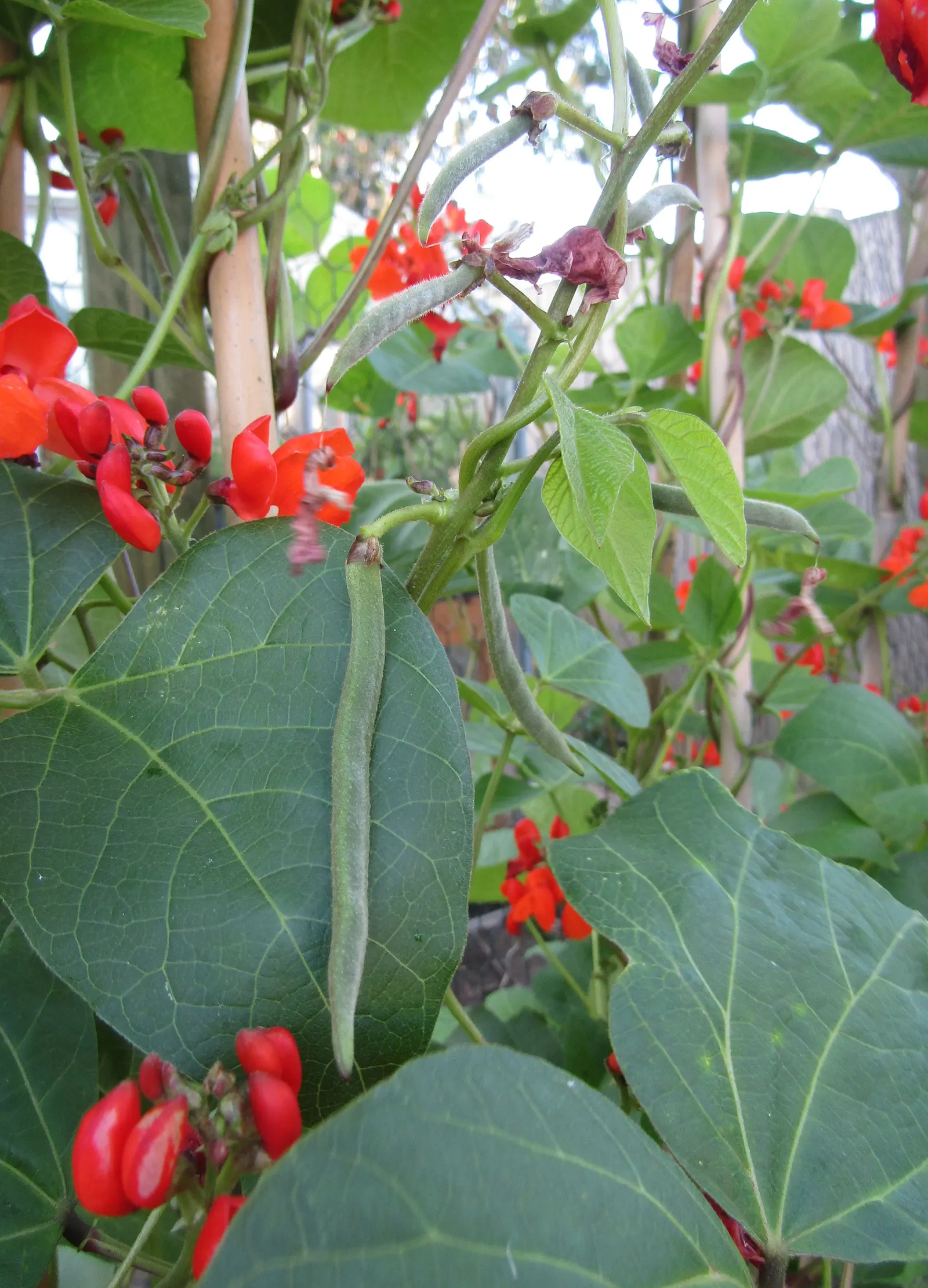 Scarlet Runner Bean (Phaseolus Coccineus) — snap beans are both decorative and functional