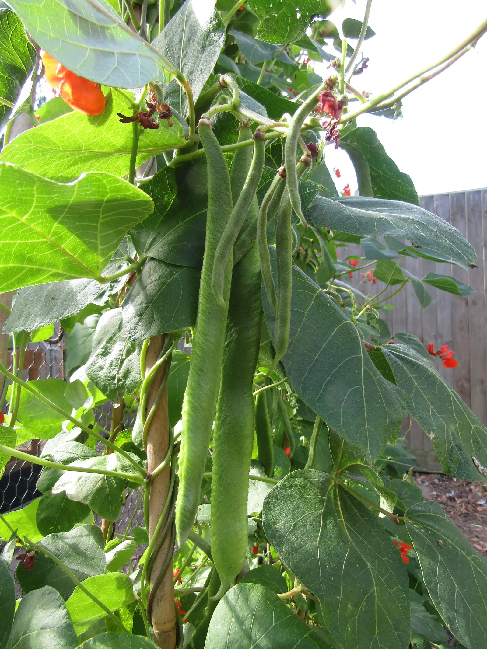Scarlet Runner Bean (Phaseolus Coccineus) — commonly referred to as Phaseolus coccineus