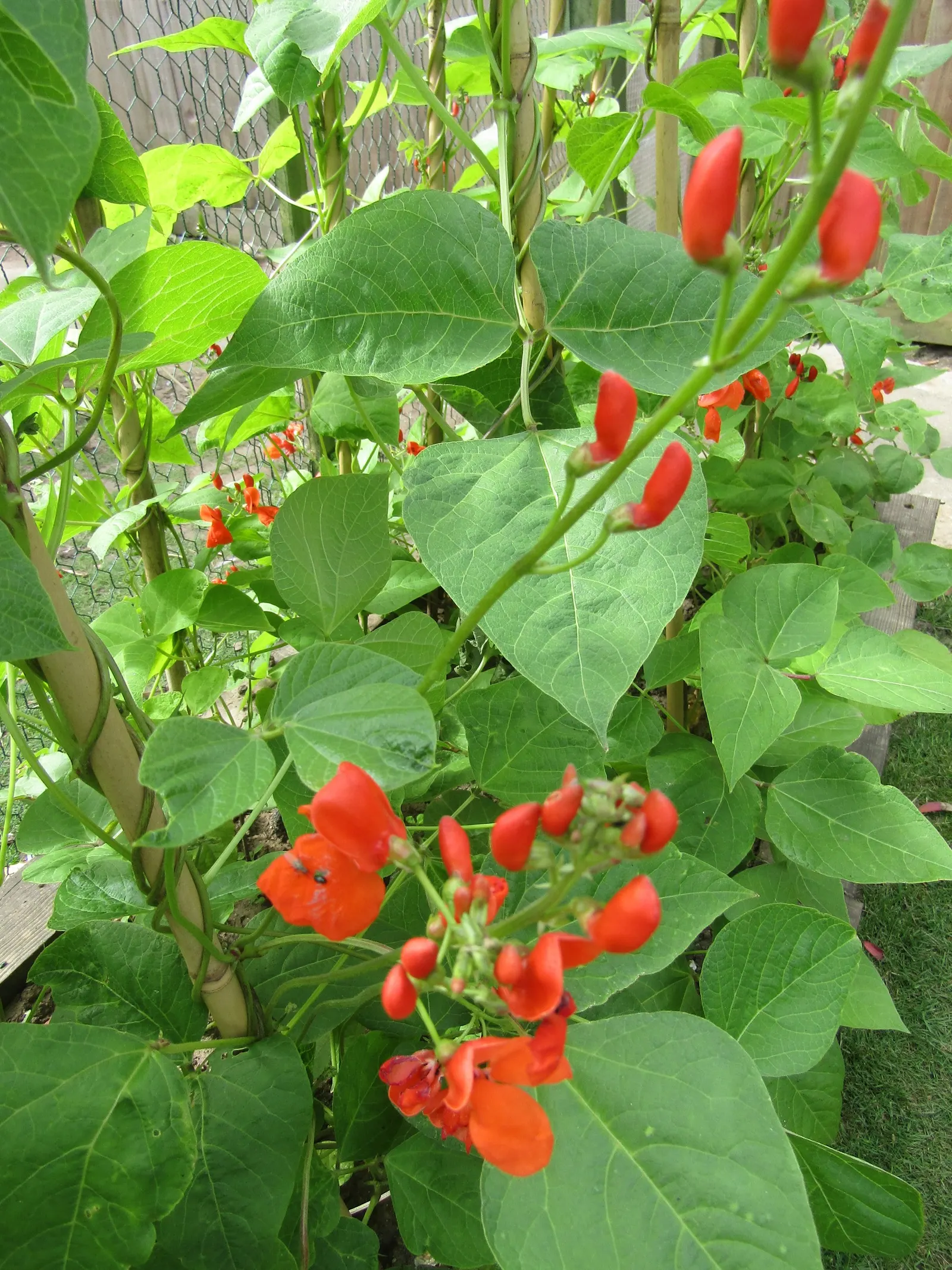 Scarlet Runner Bean (Phaseolus Coccineus) — vegetable with red blooms