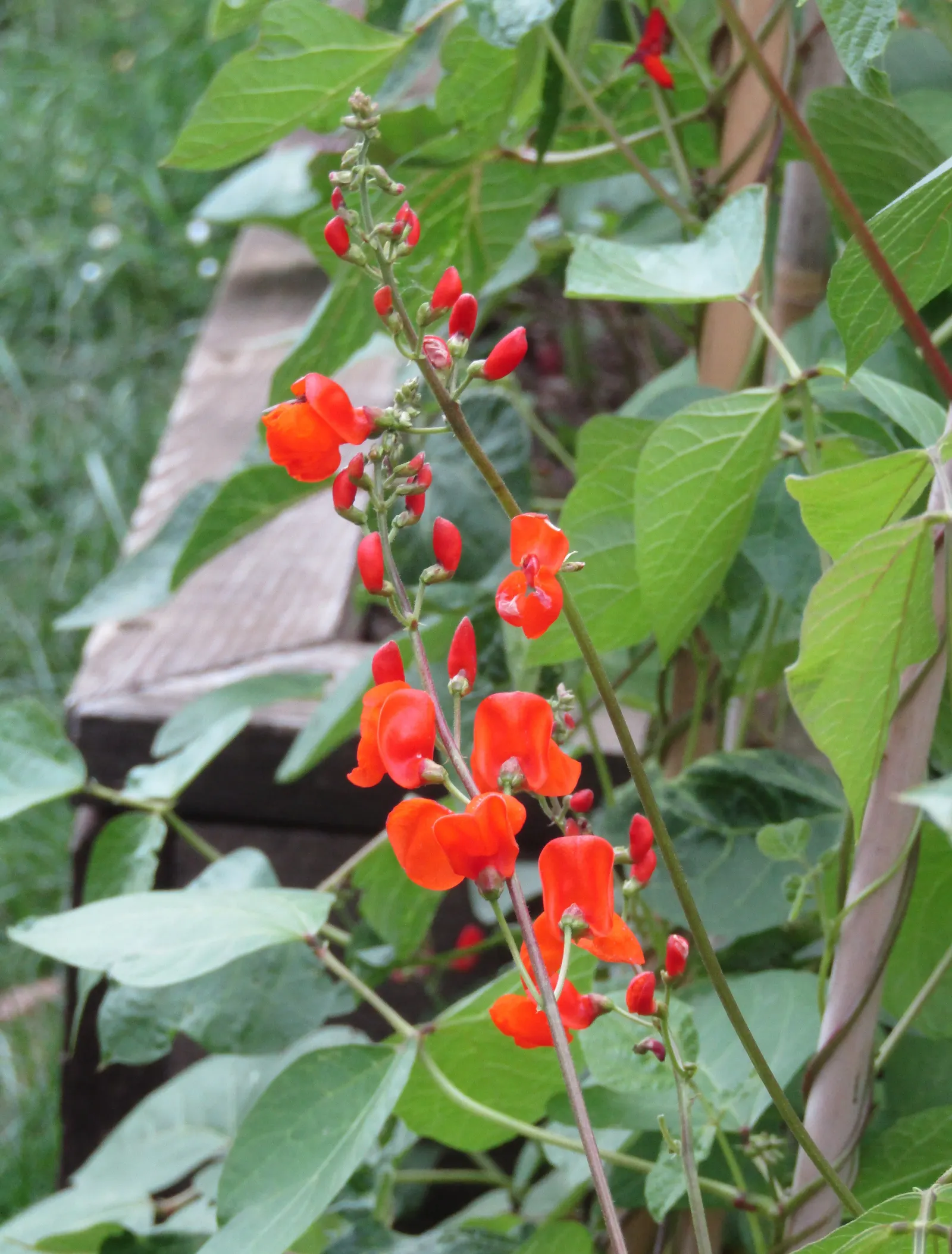 Scarlet Runner Bean (Phaseolus Coccineus) — these beans can reach maturity in as little as 50 to 60 days; they are responsive to regular watering
