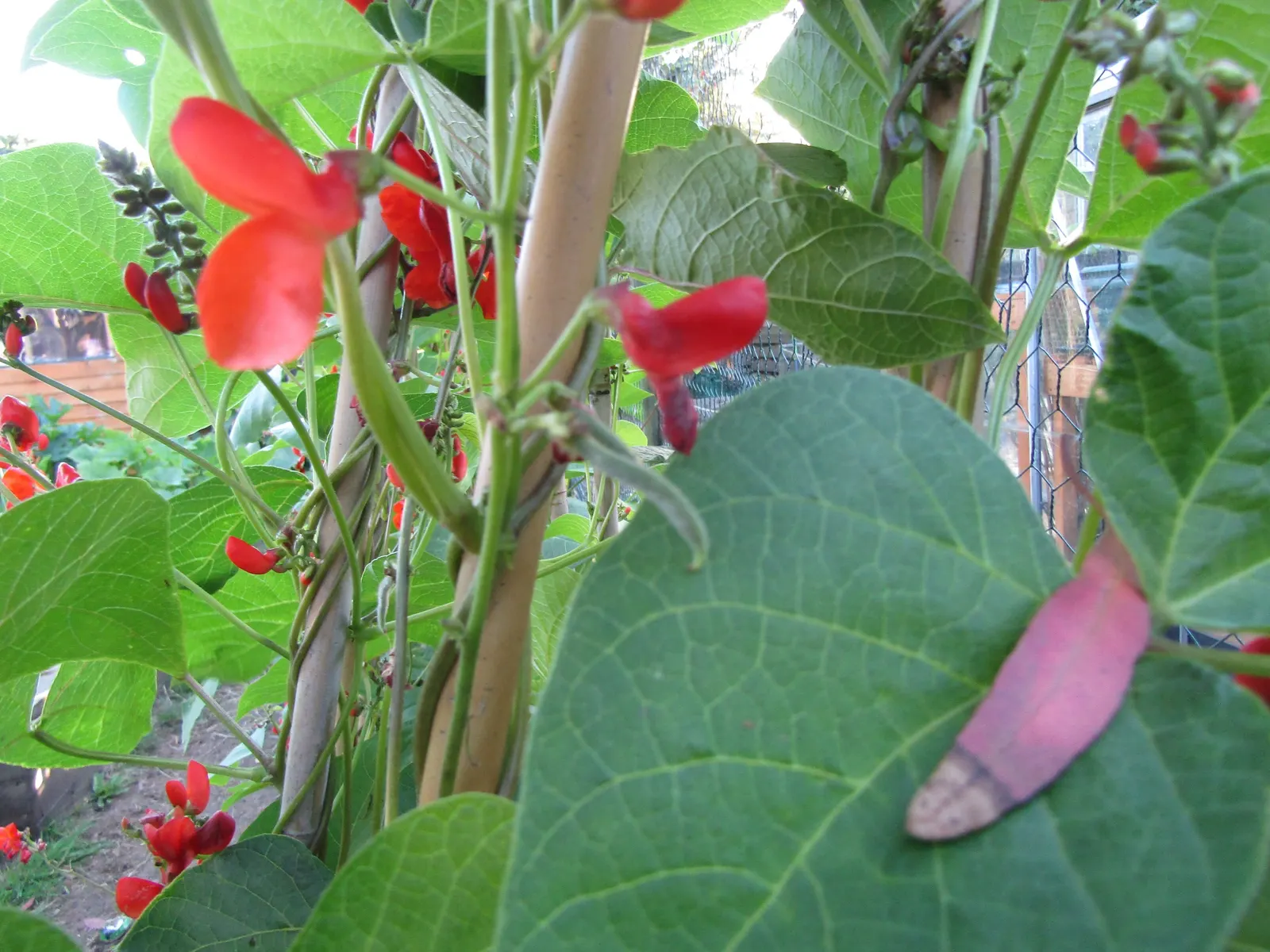 Scarlet Runner Bean (Phaseolus Coccineus) — also known as Scarlet Runner Beans; thriving in full sun, they require a trellis for support, image 51