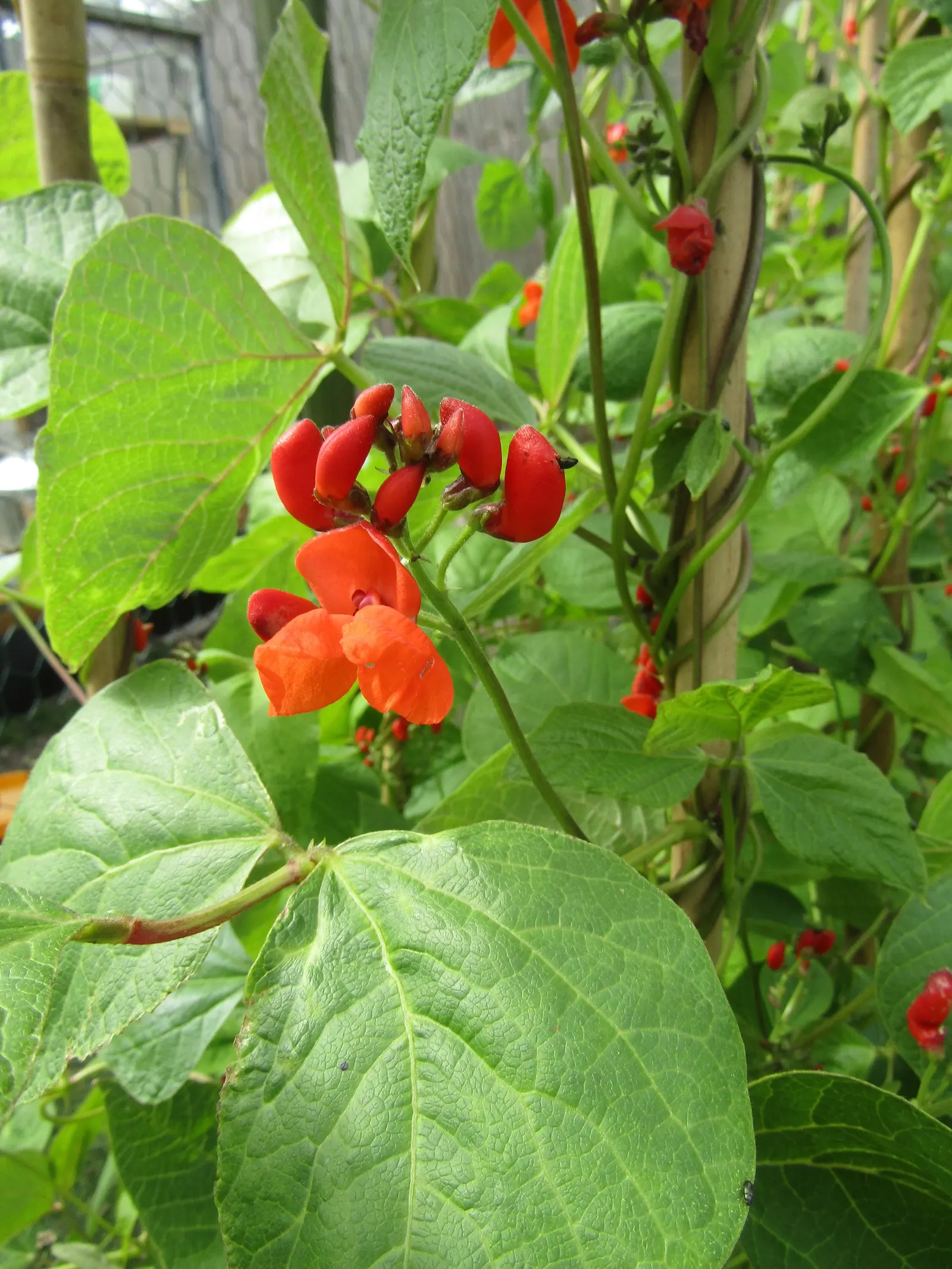 Scarlet Runner Bean (Phaseolus Coccineus) — are vigorous perennial climbers reaching heights up to 12 feet