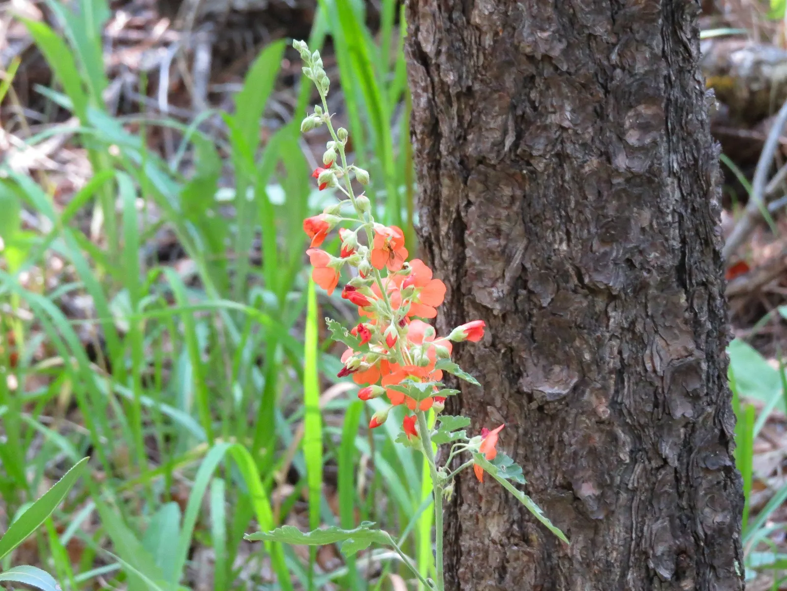 Scarlet Runner Bean (Phaseolus Coccineus) — or bi-colored flowers that later develop into crisp; furthermore, these beans can fix nitrogen in the soil