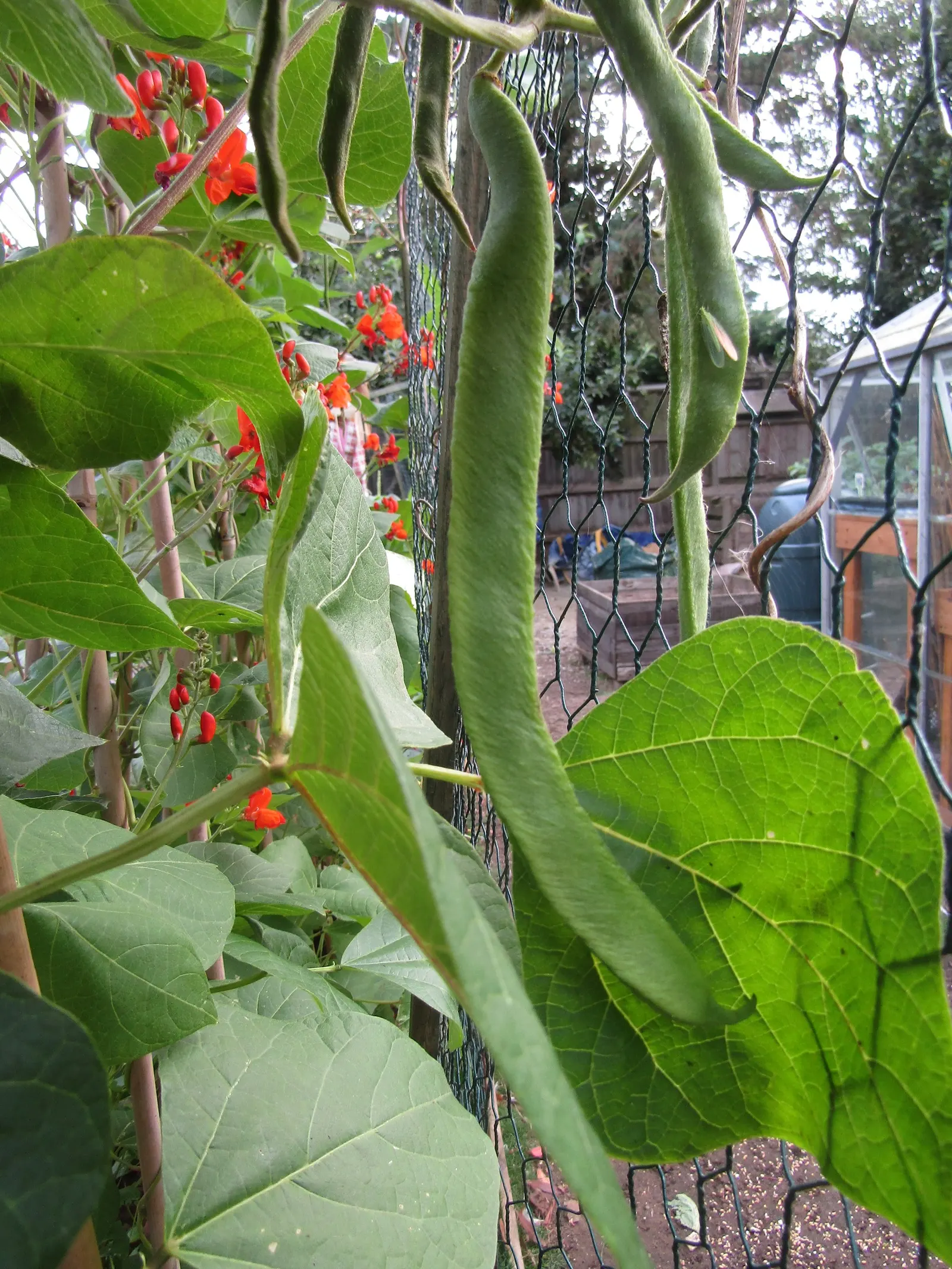 Scarlet Runner Bean (Phaseolus Coccineus) — which in the summer months is punctuated by striking red