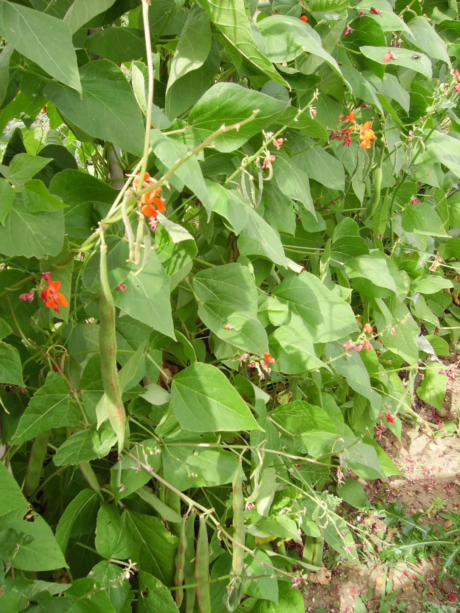 Scarlet Runner Bean (Phaseolus Coccineus) — enhancing the biodiversity of the garden
