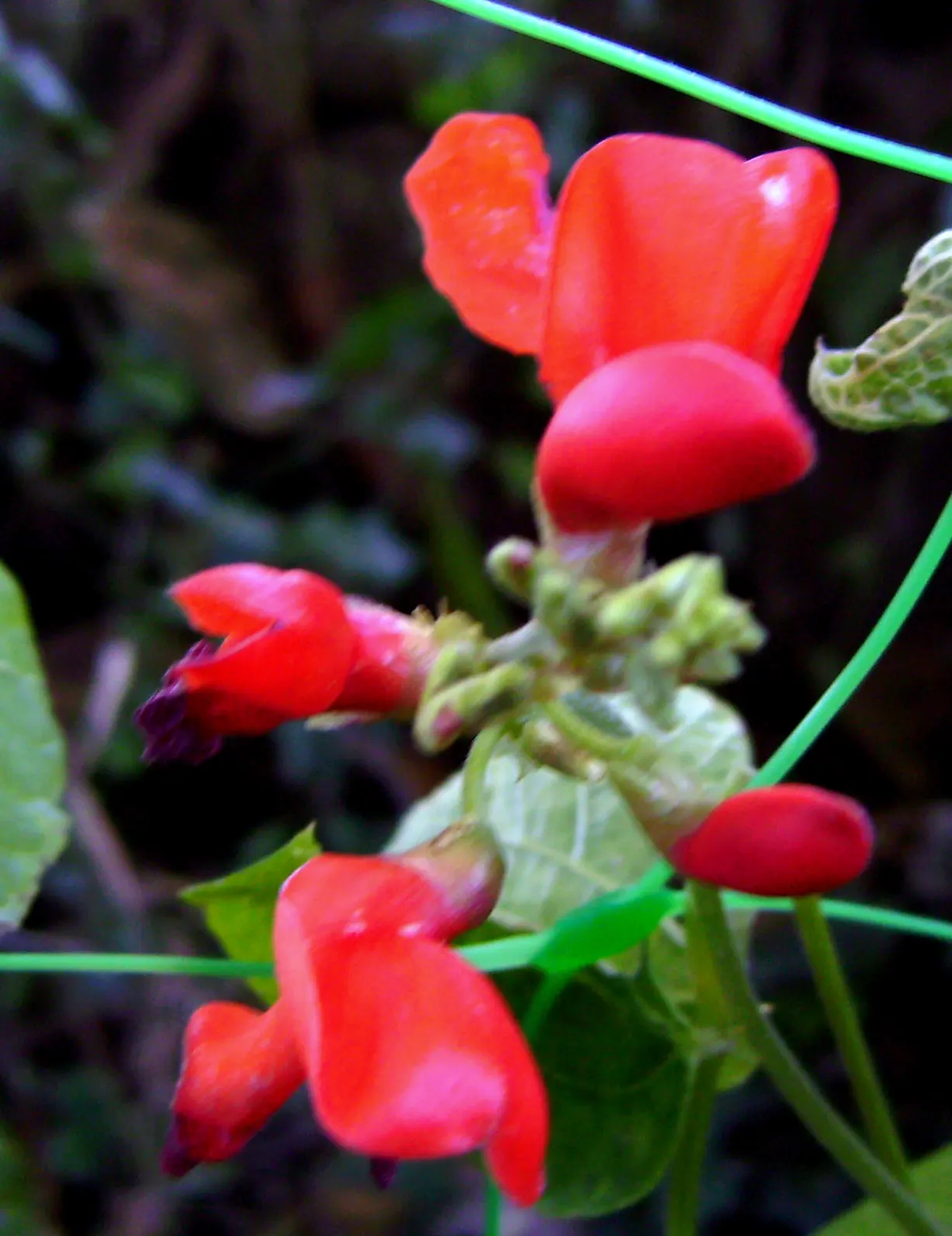 Scarlet Runner Bean (Phaseolus Coccineus) — providing both aesthetic appeal and culinary benefits