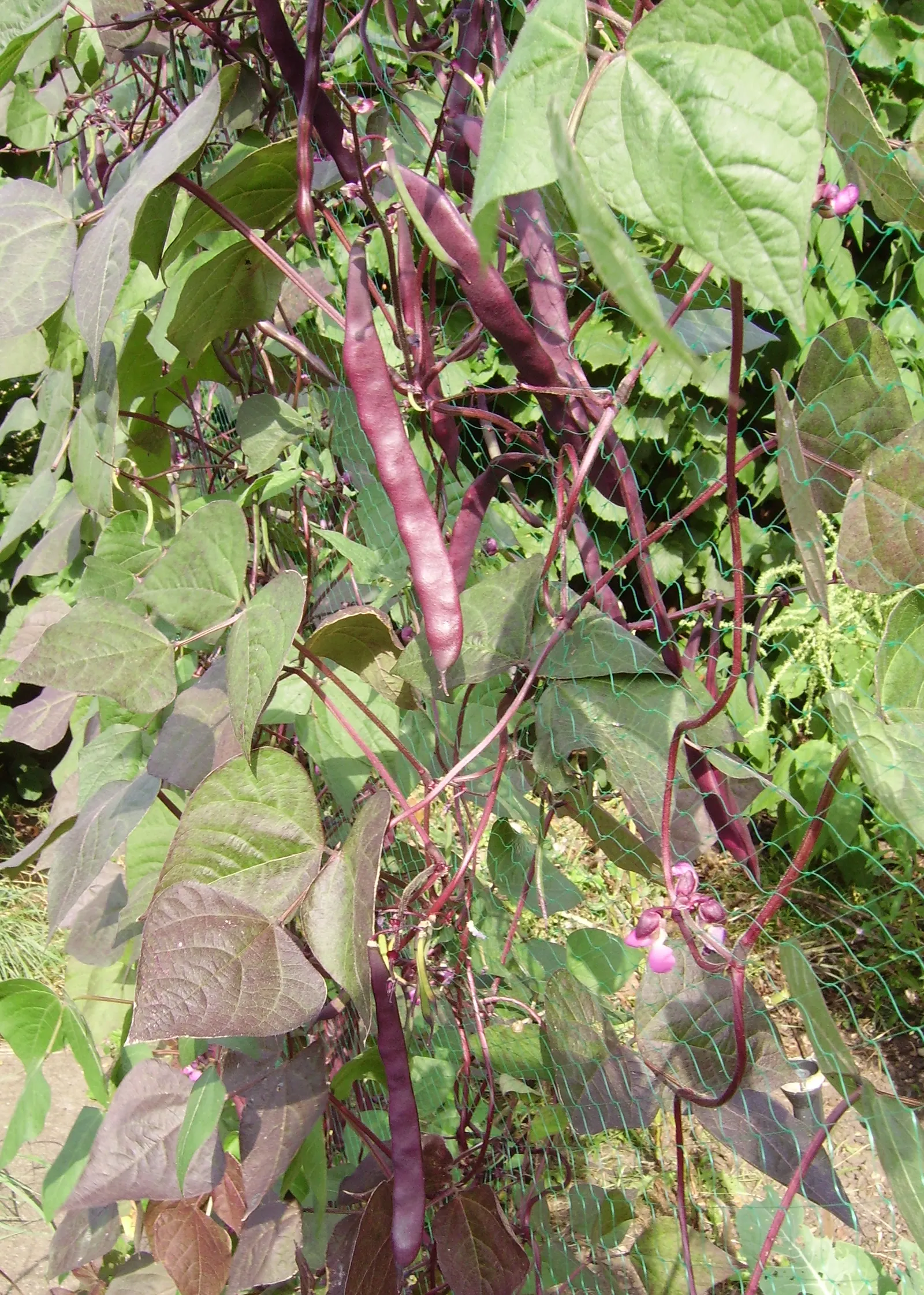 Scarlet Runner Bean (Phaseolus Coccineus) — A quintessential feature to consider in your design is that they require trellising or support systems