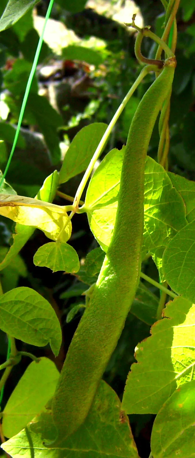 Scarlet Runner Bean (Phaseolus Coccineus) — these beans can reach maturity in as little as 50 to 60 days