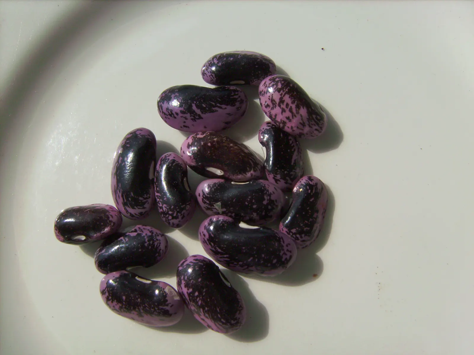 Scarlet Runner Bean (Phaseolus Coccineus) — vegetable for full