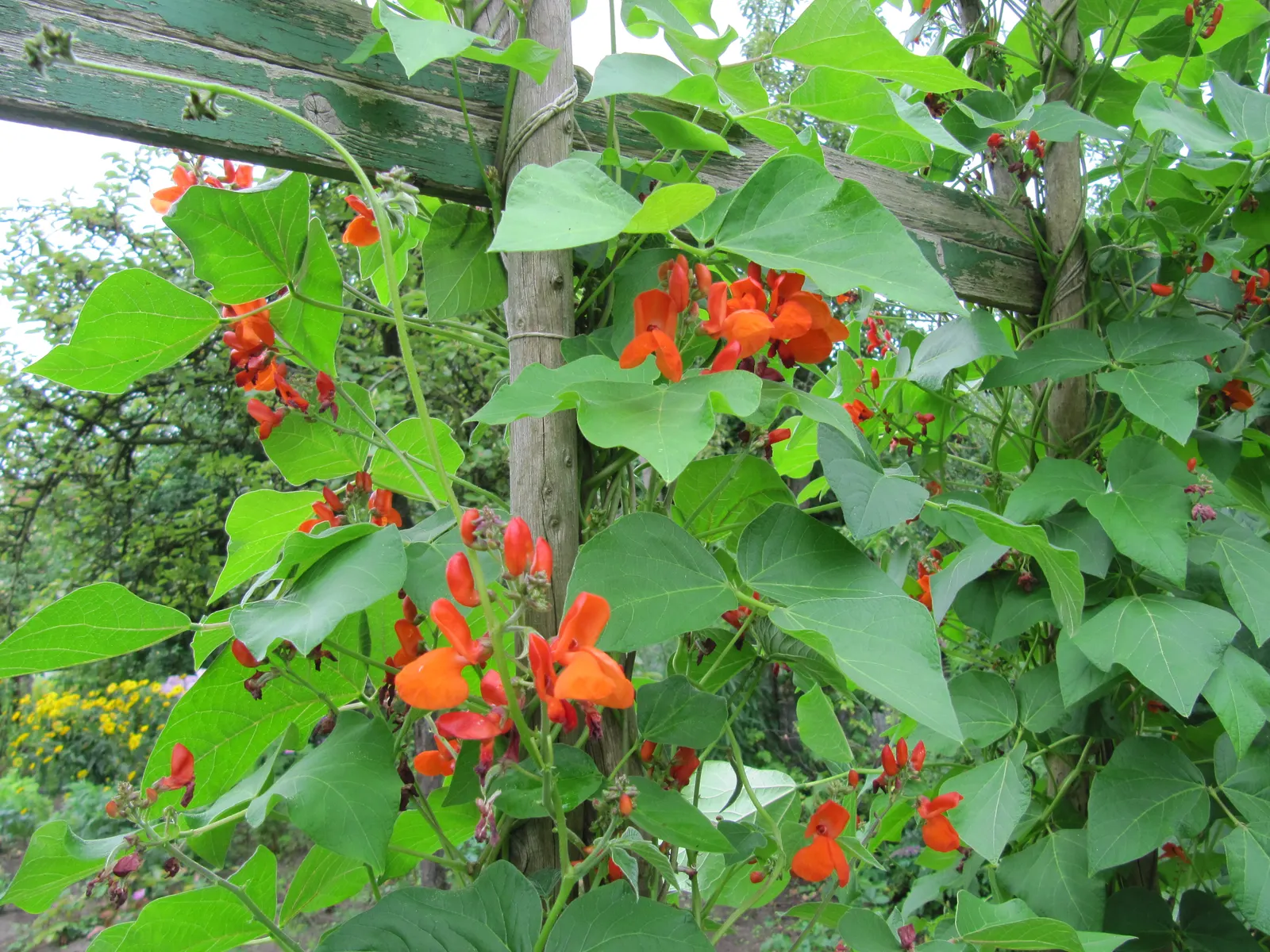 Scarlet Runner Bean (Phaseolus Coccineus) — snap beans are both decorative and functional; known for their fast-growing nature