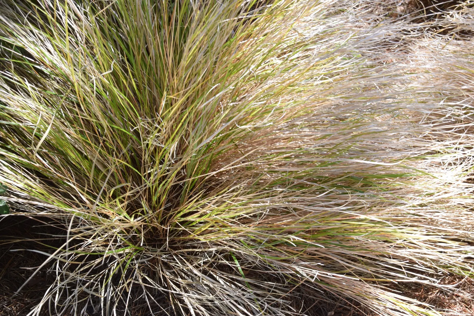 New Zealand Wind Grass (Anemanthele Lessoniana) — it thrives in full sun to partial shade and tolerates a range of soil types