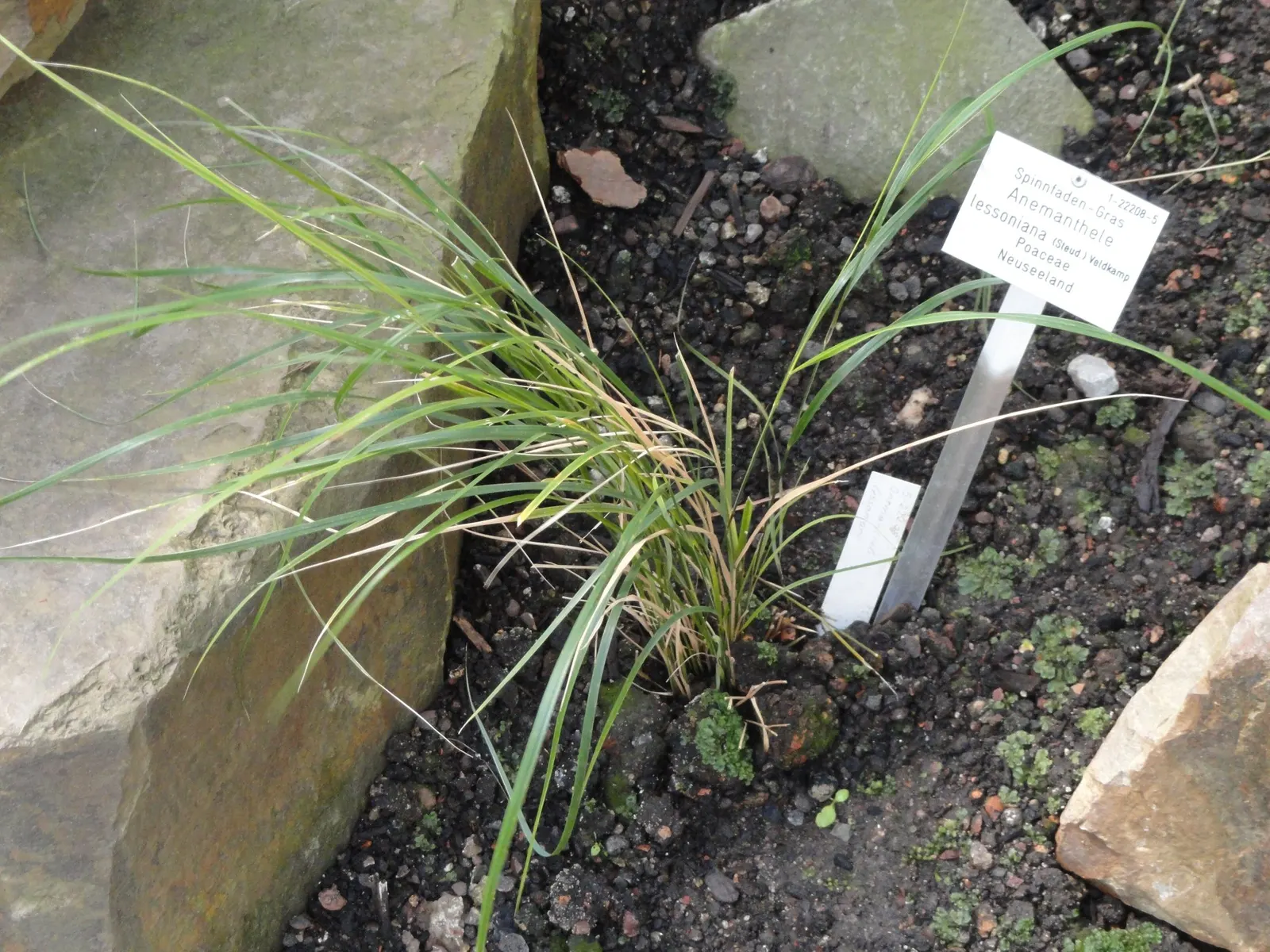 New Zealand Wind Grass (Anemanthele Lessoniana) — transitioning from green to copper-orange as the seasons progress