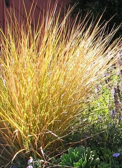 New Zealand Wind Grass (Anemanthele Lessoniana) — commonly referred to as Pheasant's Tail Grass