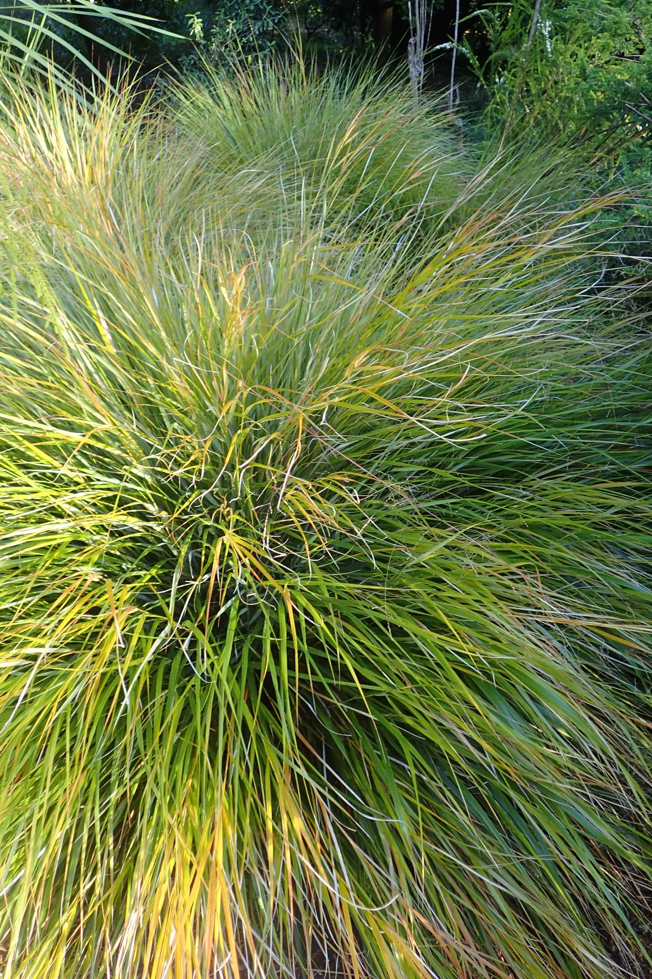 New Zealand Wind Grass (Anemanthele Lessoniana) — this evergreen species has a clumping habit and is renowned for its fine-textured