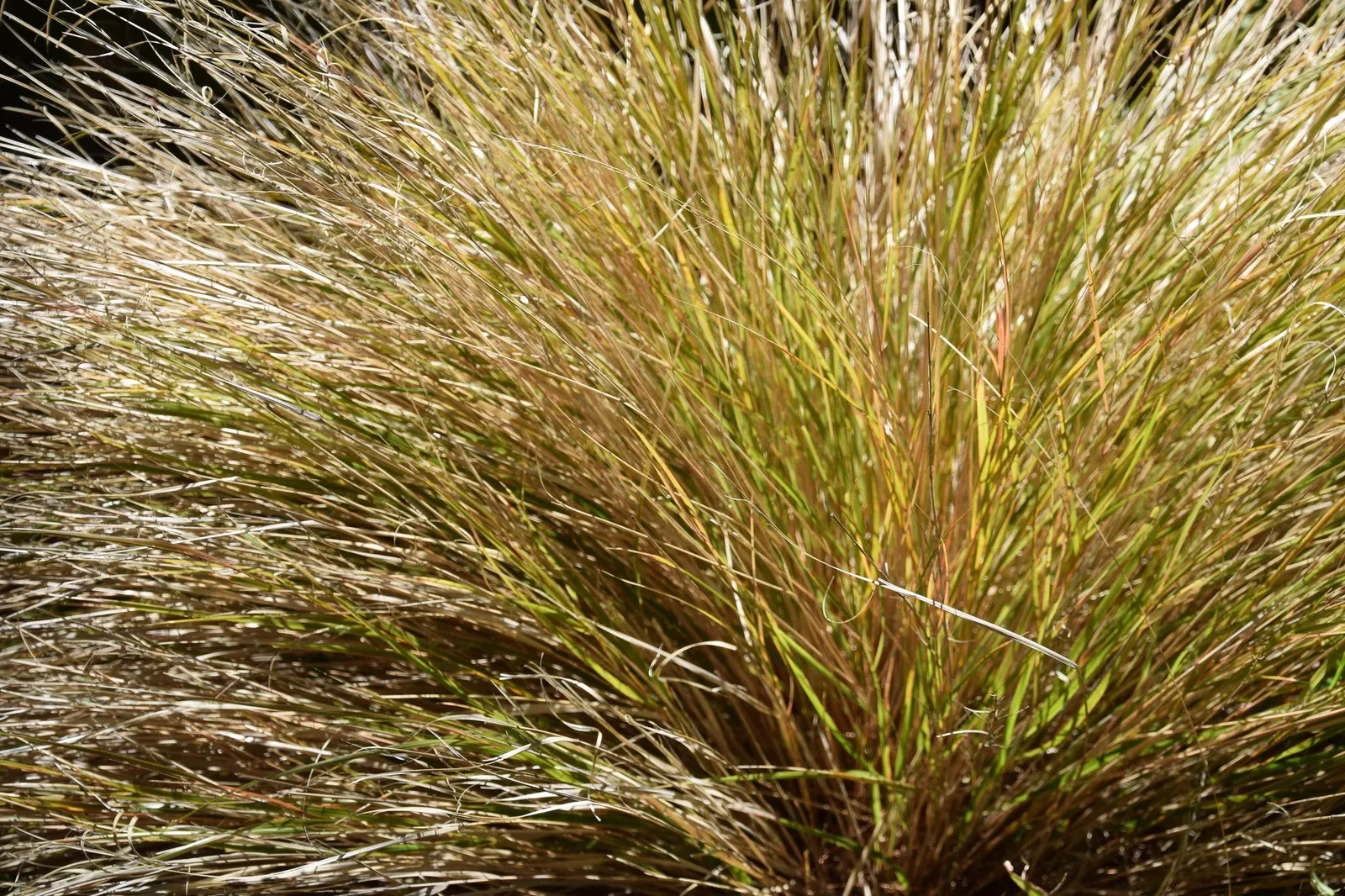 New Zealand Wind Grass (Anemanthele Lessoniana) — is a graceful and ornamental perennial grass that can provide a stunning visual impact in any garden design