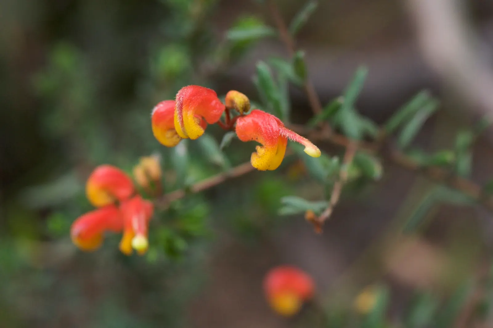 Mountain Grevillea (Grevillea Alpina 'Mt. Dandenong') — attracting birds and insects