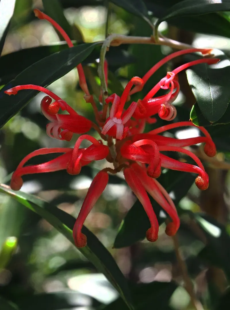 Mountain Grevillea (Grevillea Alpina 'Mt. Dandenong') — Admired for vibrant orange-red flowers resembling spider blooms