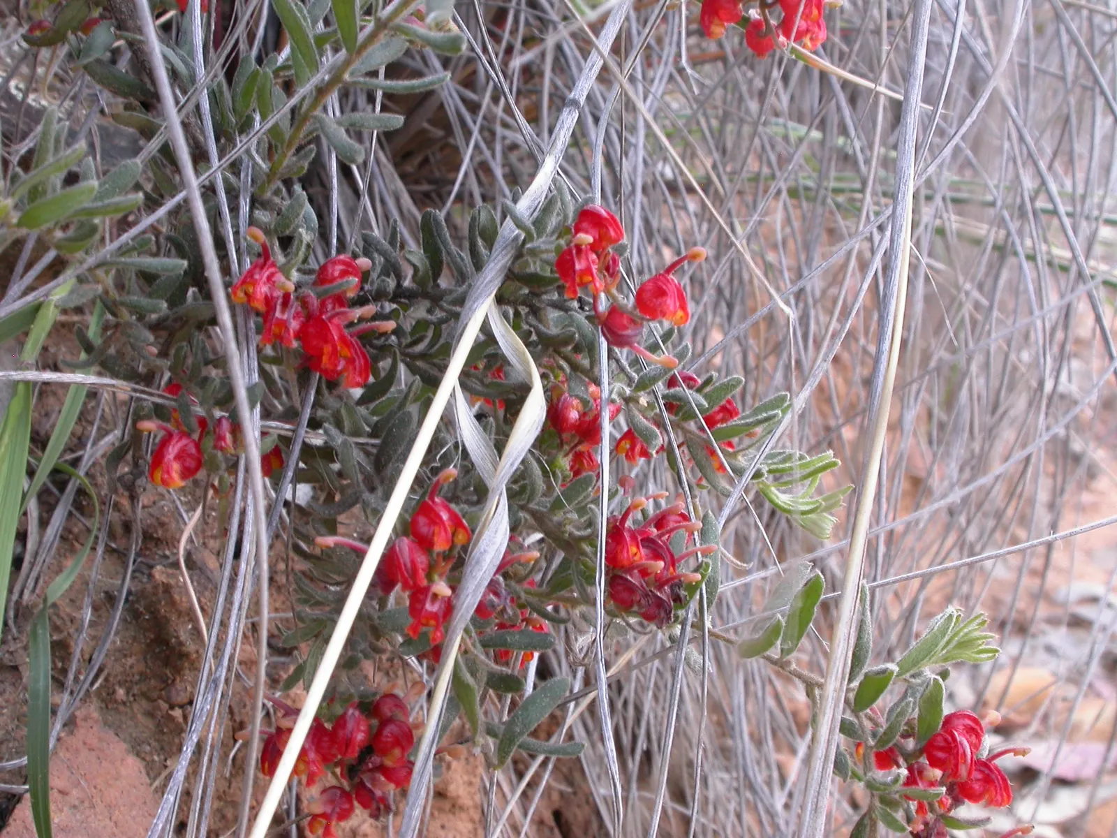 Mountain Grevillea (Grevillea Alpina 'Mt. Dandenong') — Preferring well-drained soils, it tolerates light frosts and thrives in full sun to dappled shade