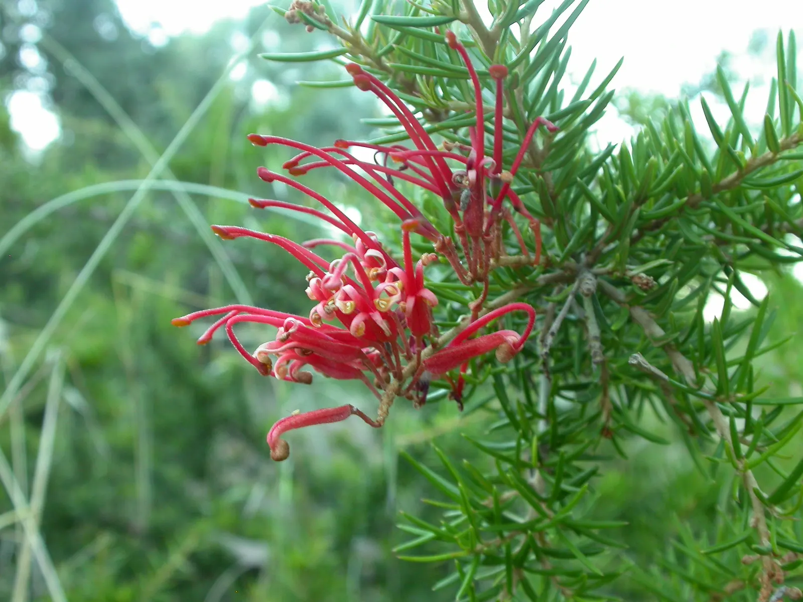 Mountain Grevillea (Grevillea Alpina 'Mt. Dandenong') — This low-maintenance plant is perfect for adding texture and color to water-wise gardens