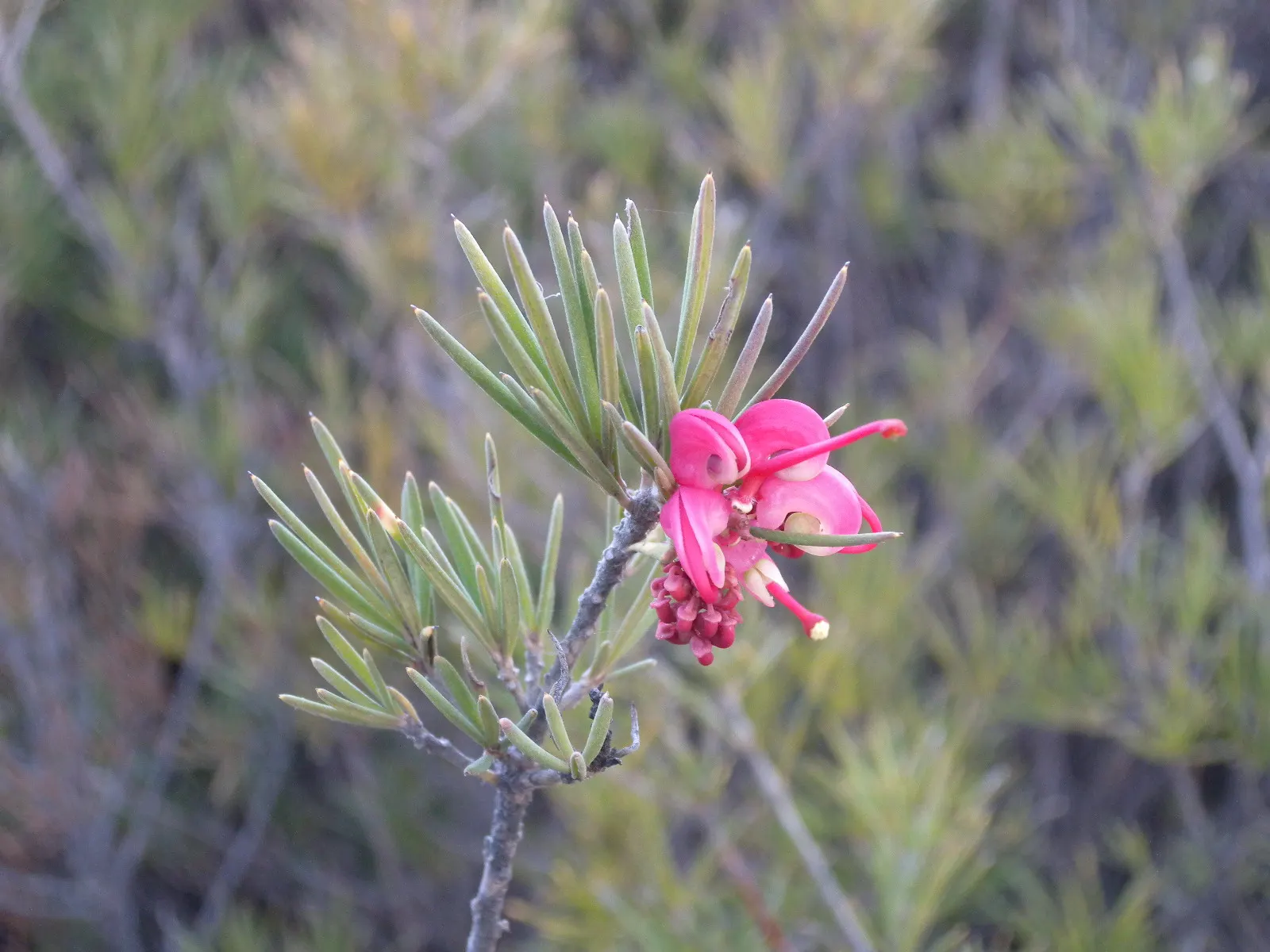 Mountain Grevillea (Grevillea Alpina 'Mt. Dandenong') — it blooms prolifically from spring to summer