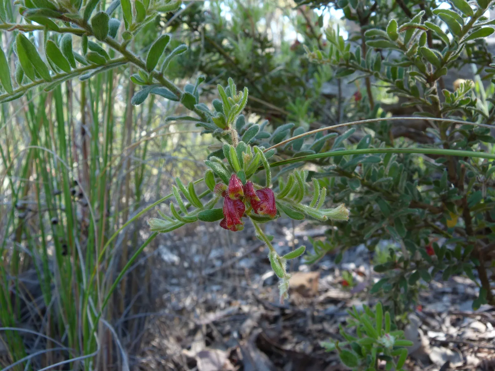 Mountain Grevillea (Grevillea Alpina 'Mt. Dandenong') — This particular cultivar originates from the mountainous regions near Mt