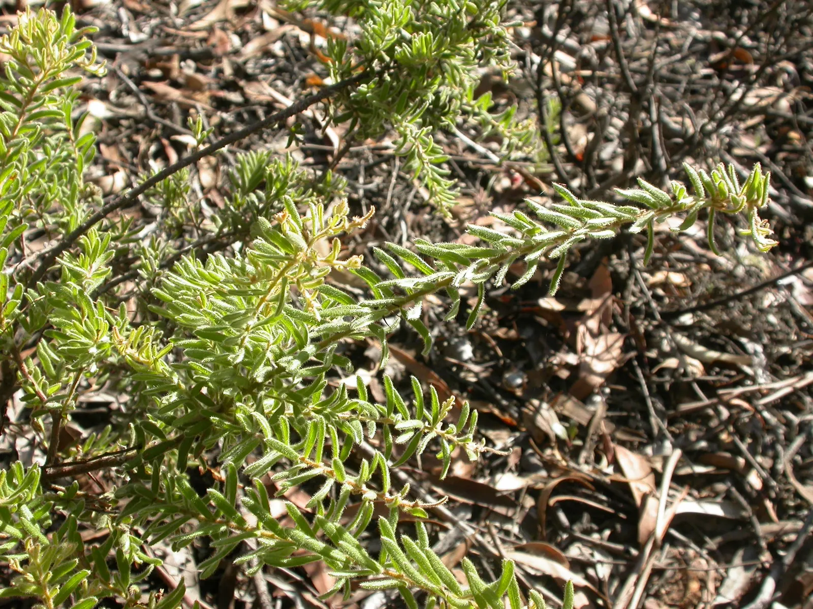 Mountain Grevillea (Grevillea Alpina 'Mt. Dandenong') — The Mountain Grevillea, or Grevillea alpina 'Mt