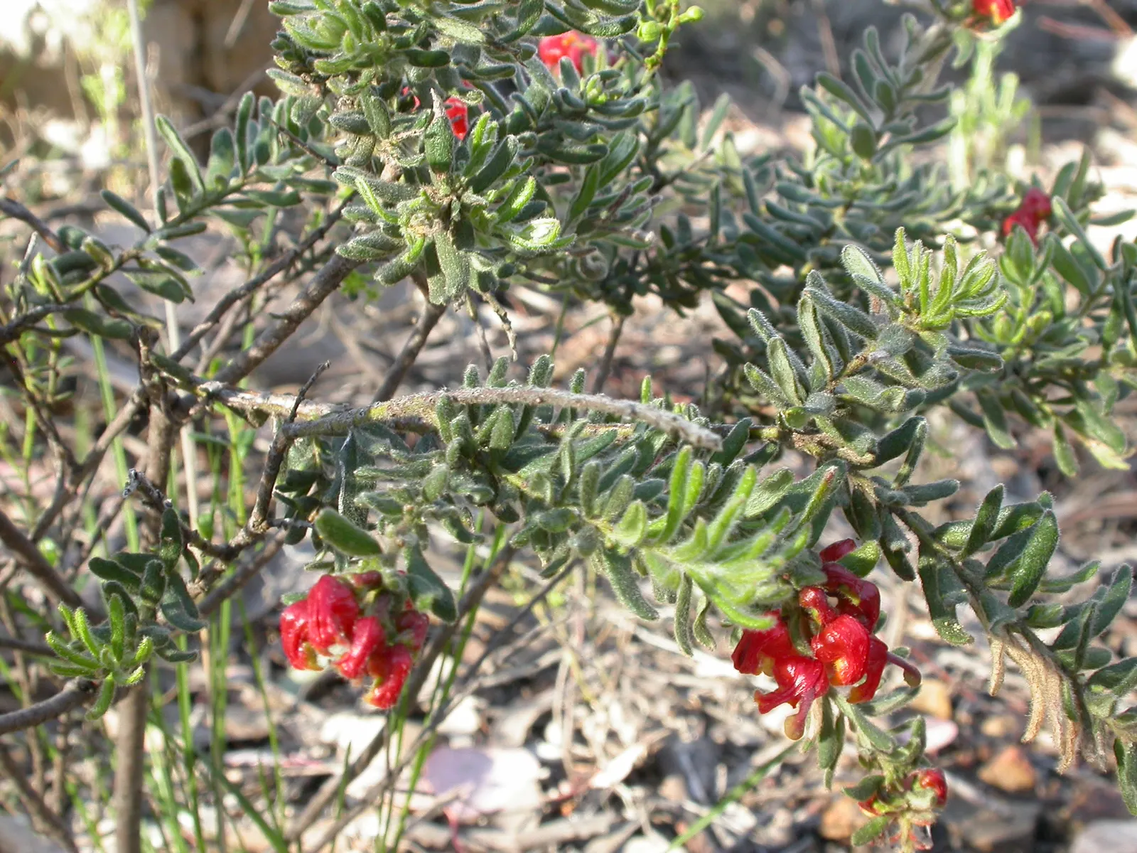 Mountain Grevillea (Grevillea Alpina 'Mt. Dandenong') — Dandenong' is an attractive Australian native shrub, flourishing to about 3-5 feet in height and spread