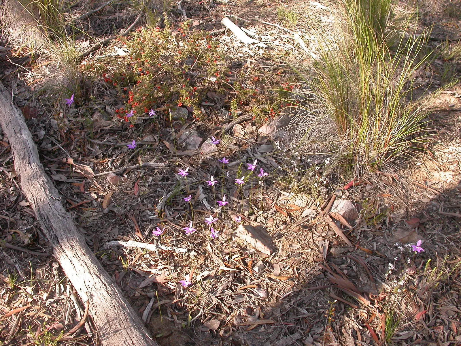 Mountain Grevillea (Grevillea Alpina 'Mt. Dandenong') — the Mountain Grevillea grows to an approximate height and spread of 3 to 5 feet