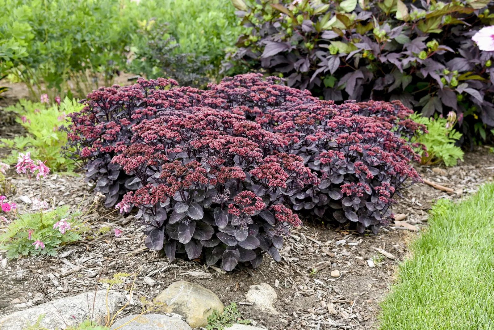 'Midnight Velvet' Stonecrop (Sedum hybrid) — It reaches 22-26 inches tall and spreads 30-32 inches wide